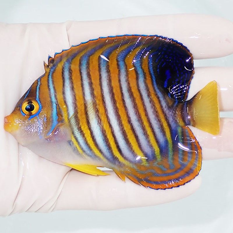 【現物3】ニシキヤッコ 9cm±!海水魚 ヤッコ15時までのご注文で当日発送(...