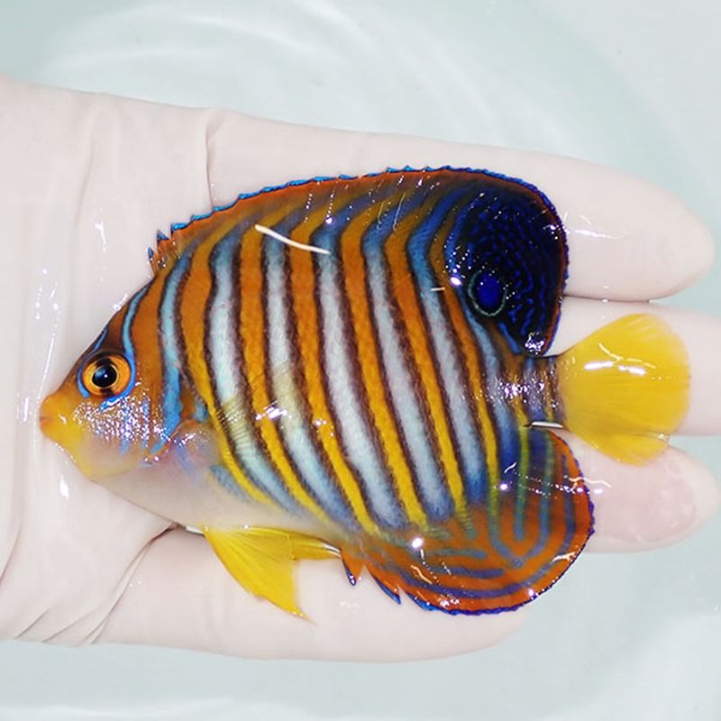 【現物4】ニシキヤッコ 9cm±!海水魚 ヤッコ15時までのご注文で当日発送(...