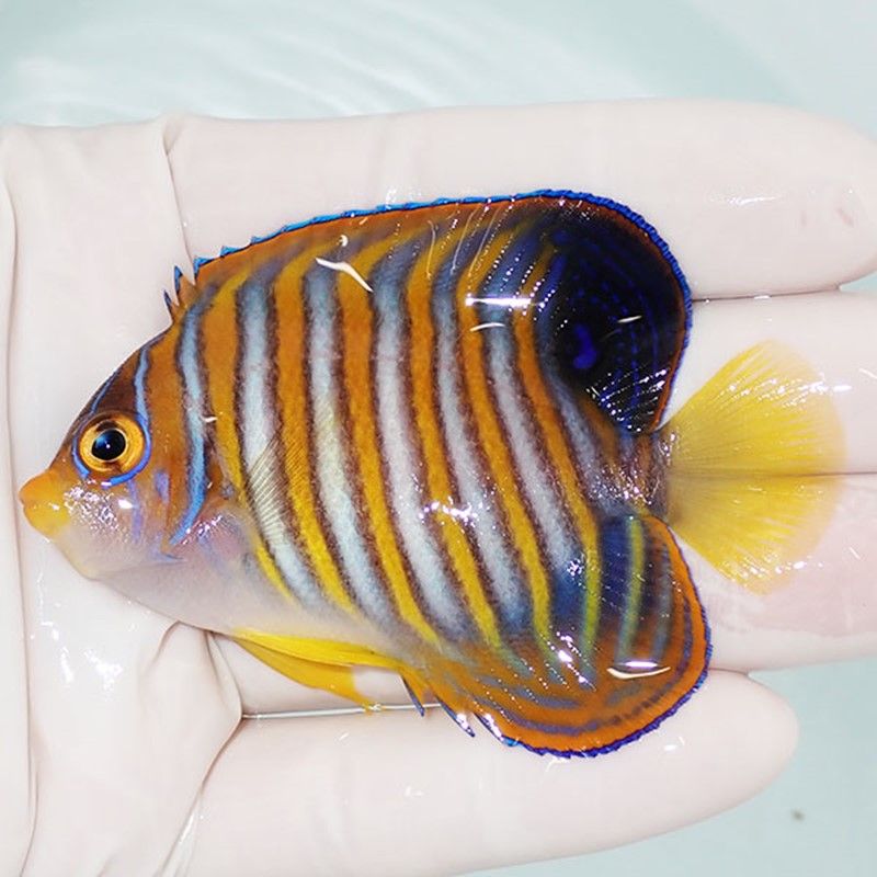 【現物5】ニシキヤッコ 7.5cm±!海水魚 ヤッコ15時までのご注文で当日発...