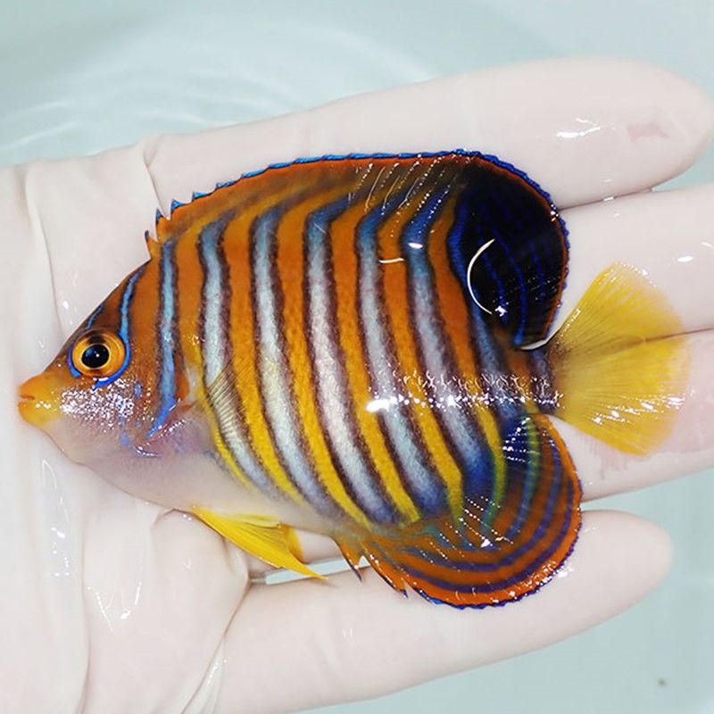 【現物6】ニシキヤッコ 8cm±!海水魚 ヤッコ15時までのご注文で当日発送(...