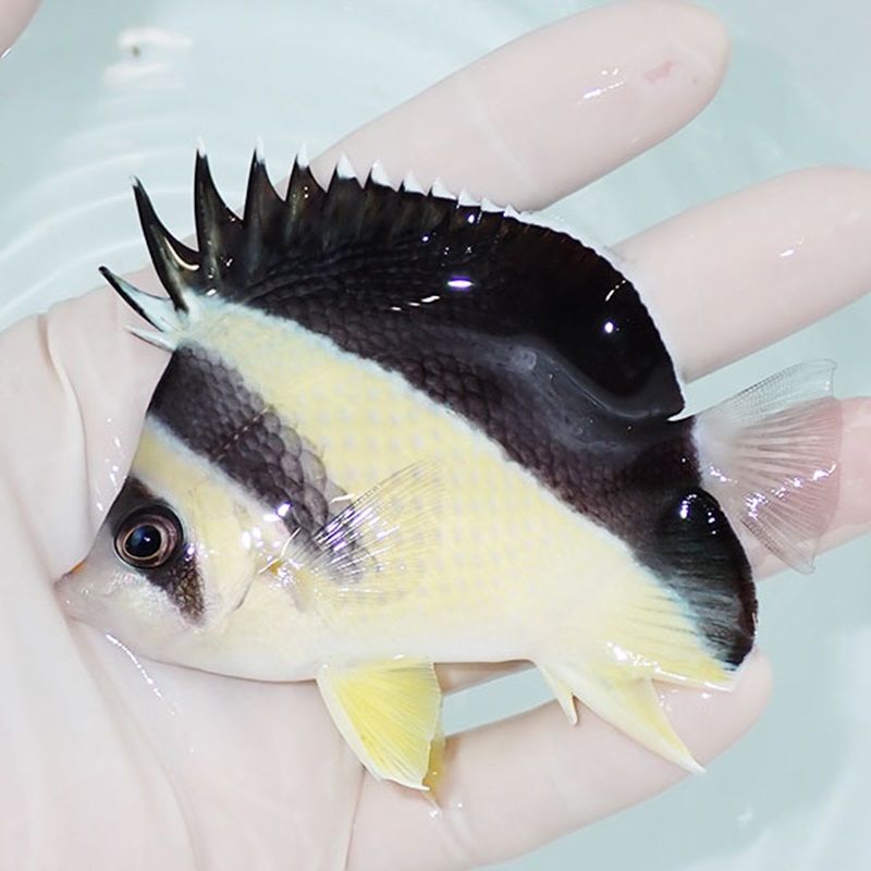 【現物3】粒エサOK バーゲスバタフライ 9.5cm±! 海水魚 チョウチョウウ...