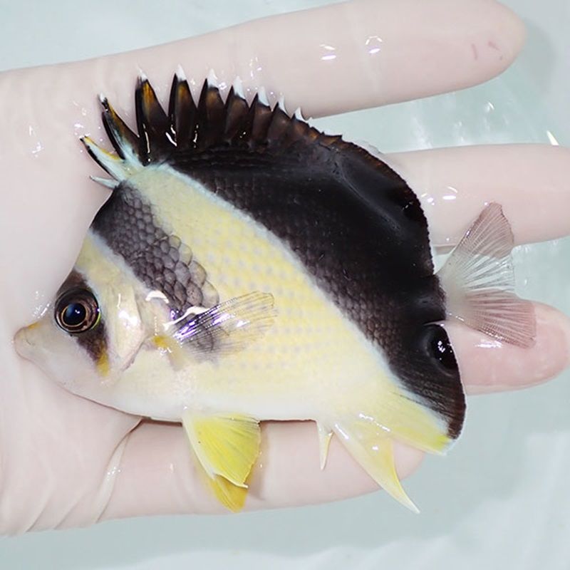 【現物4】粒エサOK バーゲスバタフライ 9cm±! 海水魚 チョウチョウウオ ...