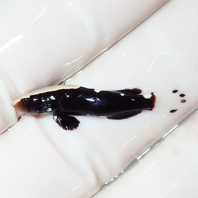 【現物】オドリハゼ 3cm!海水魚 ハゼ 15時までのご注文で当日発送(t121(...