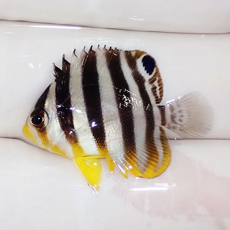 【現物21】sale シマヤッコ 2.7cm±! 海水魚 生体 15時までのご注文で当...