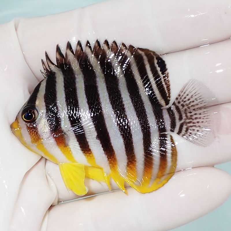 【現物16】sale シマヤッコ 6cm±! 海水魚 生体 15時までのご注文で当日...