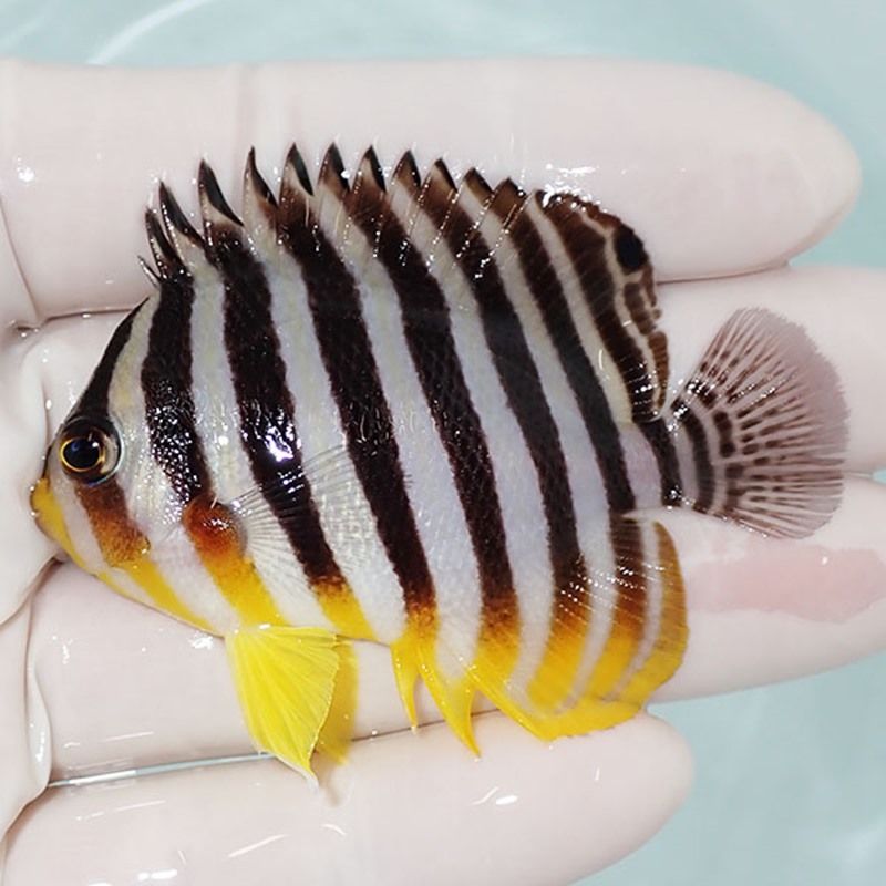 【現物18】saleシマヤッコ 6.5cm±! 海水魚 生体 15時までのご注文で当日...