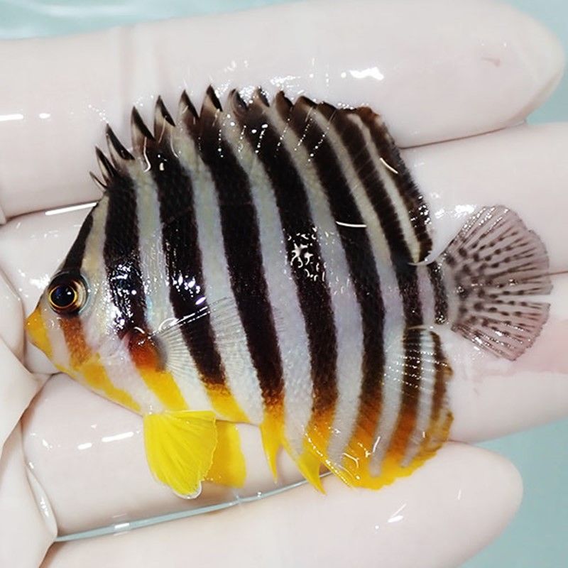 【現物19】ヒレかけあり シマヤッコ 5.7cm±! 海水魚 生体 15時までのご...