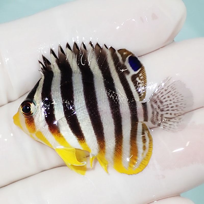 【現物23】sale シマヤッコ 4cm±! 海水魚 生体 15時までのご注文で当日...