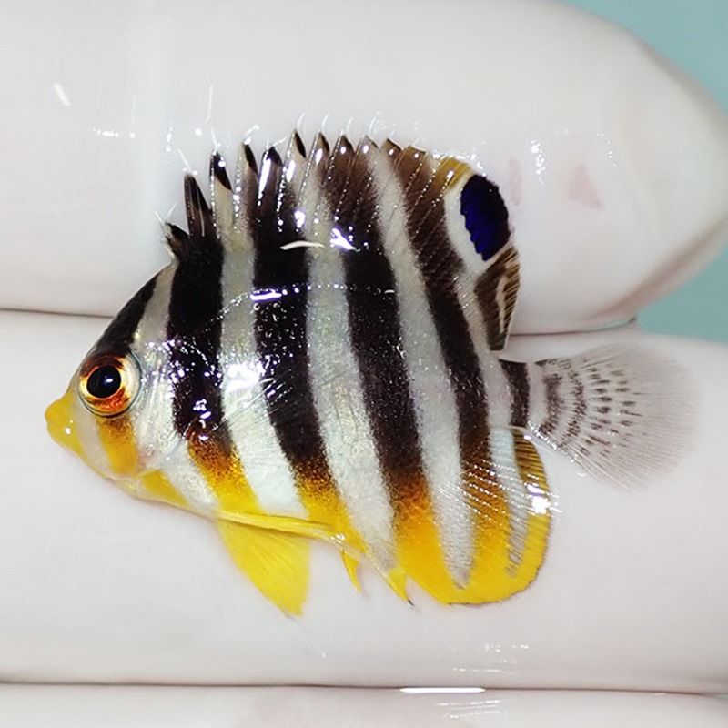 【現物24】sale シマヤッコ 3cm±! 海水魚 生体 15時までのご注文で当日...