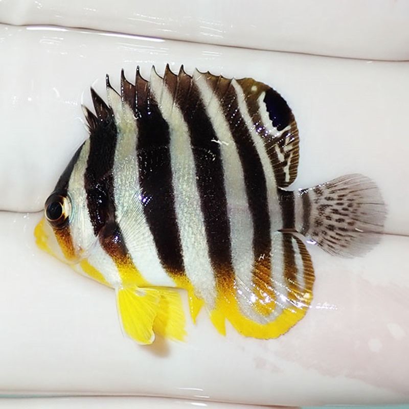 【現物26】sale シマヤッコ 3.2cm±! 海水魚 生体 15時までのご注文で当...