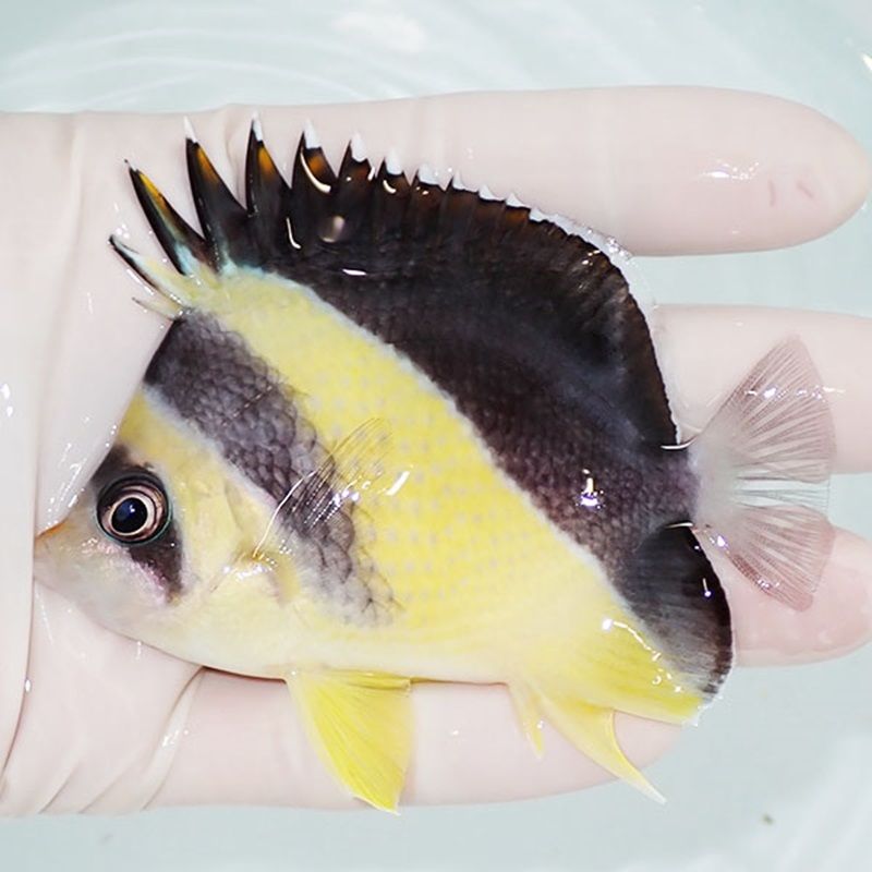 【現物2】粒エサOK バーゲスバタフライ 9cm±! 海水魚 チョウチョウウオ ...