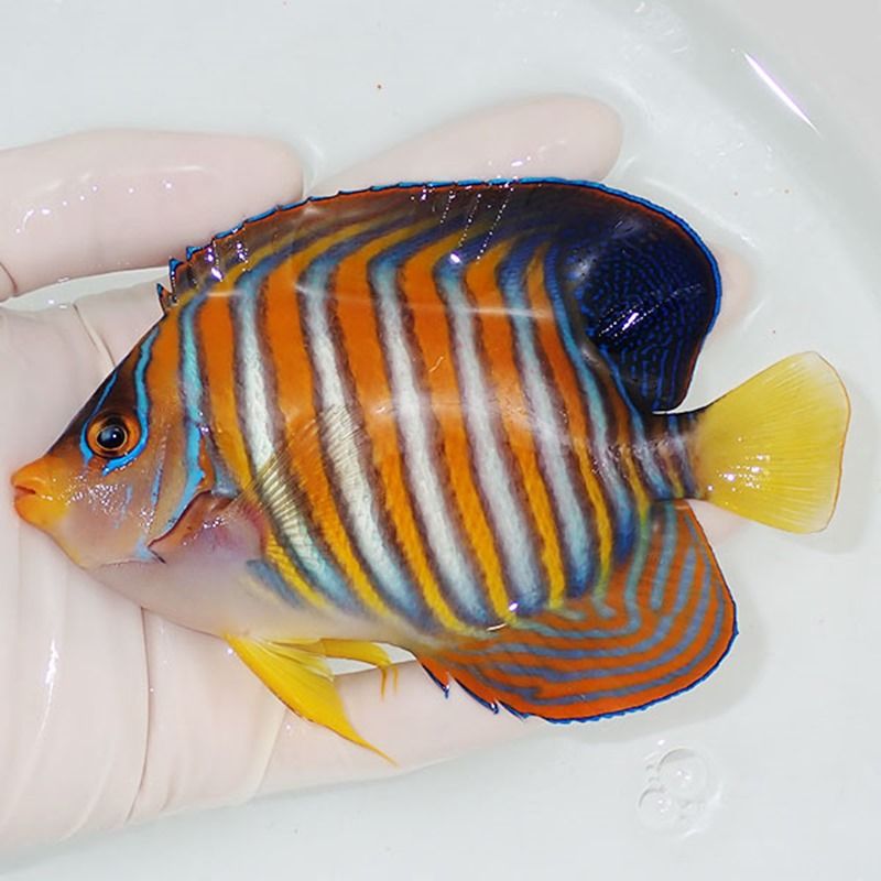 【現物1】ニシキヤッコ 13cm±!海水魚 ヤッコ15時までのご注文で当日発送...