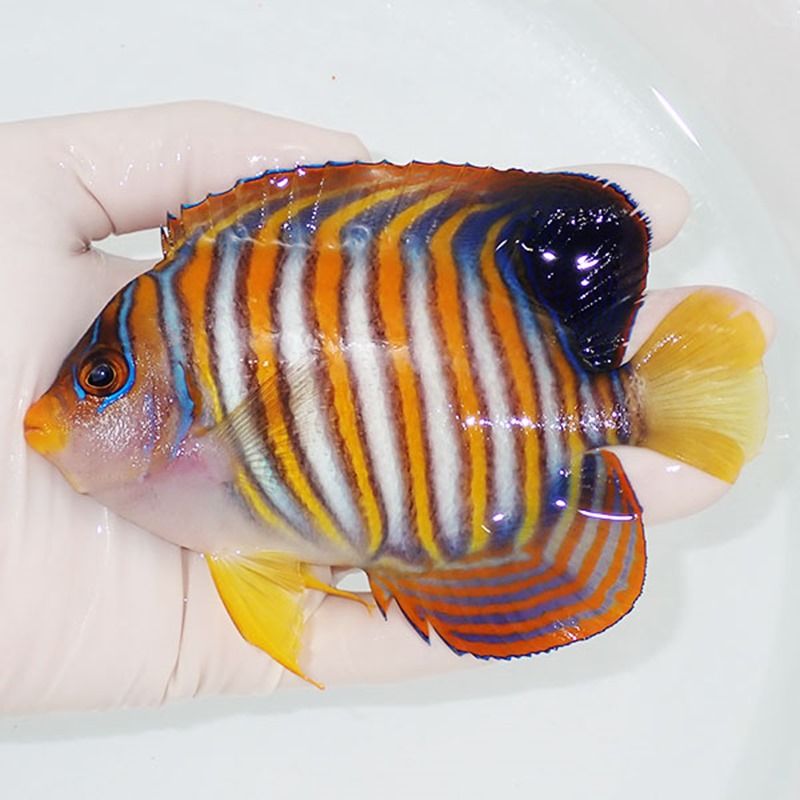 【現物2】ニシキヤッコ 13cm±!海水魚 ヤッコ15時までのご注文で当日発送...