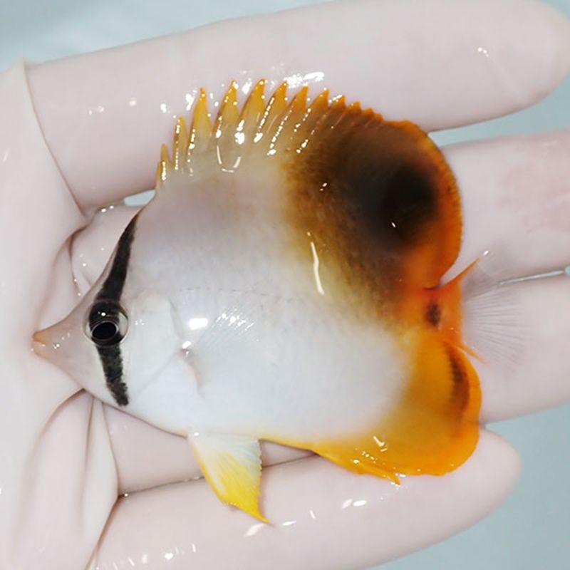 【現物】ハイブリッドバタフライ 6.5cm±! 海水魚 チョウチョウウオ 15時...