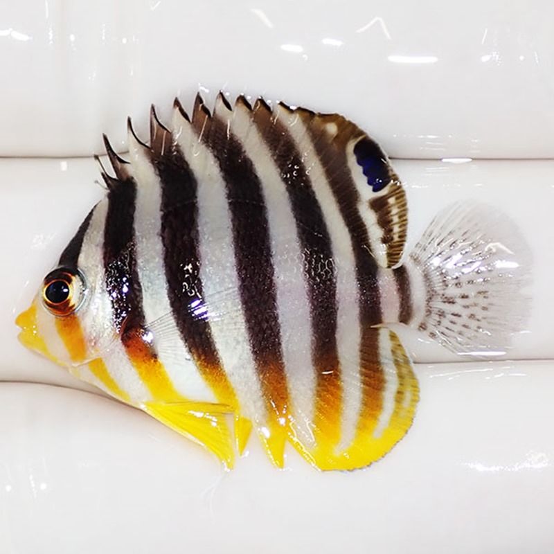 【現物34】sale シマヤッコ 4cm±! 海水魚 生体 15時までのご注文で当日...