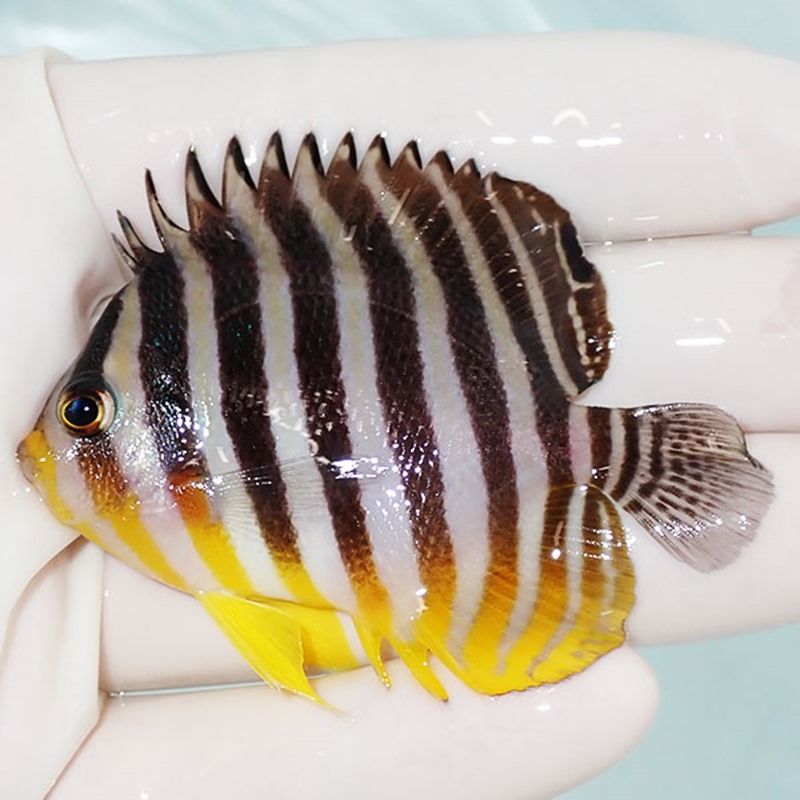 【現物36】sale シマヤッコ 6.5cm±! 海水魚 生体 15時までのご注文で当...