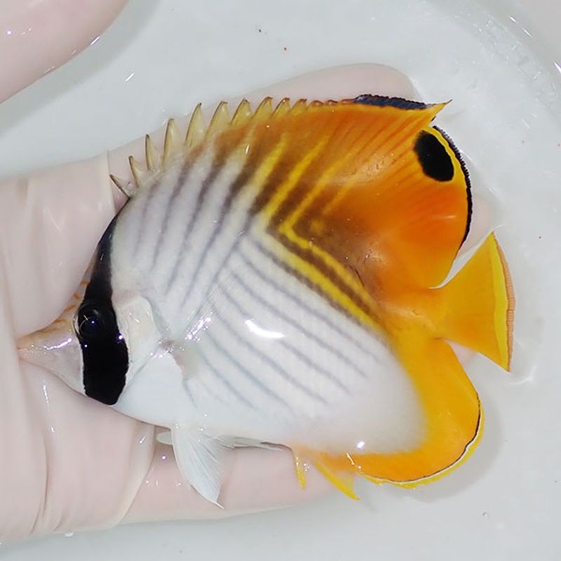 【現物】トゲチョウ bigサイズ 12cm±! 海水魚 チョウチョウウオ 15時ま...