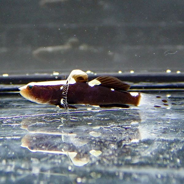 【サンプル】オドリハゼ 3cm! 海水魚 ハゼ 15時までのご注文で当日発送(...