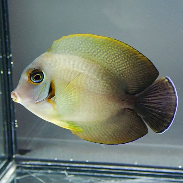 クログチニザ 6-8cm±! 海水魚 ハギ !15時までのご注文で当日発送【モン...