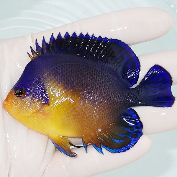 【現物1】スミレヤッコ 8.5cm±! 海水魚 ヤッコ 15時までのご注文で当日...