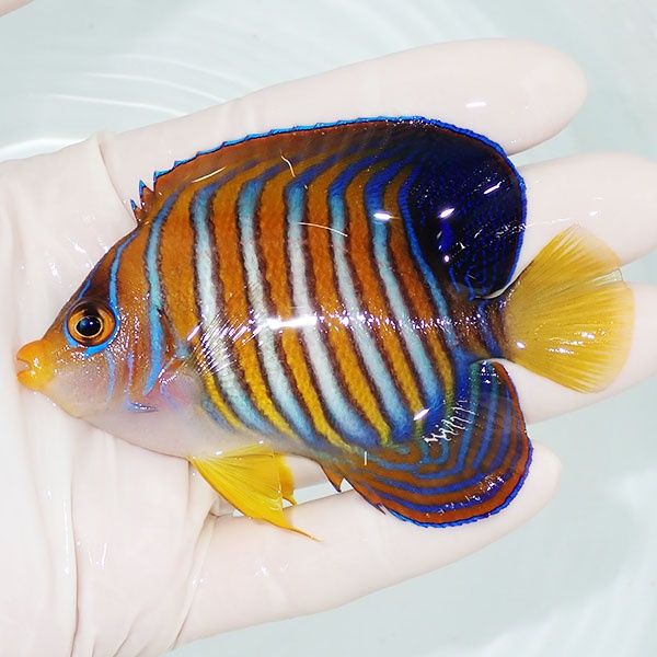 【現物1】ニシキヤッコ 8.5cm±!海水魚 ヤッコ15時までのご注文で当日発...