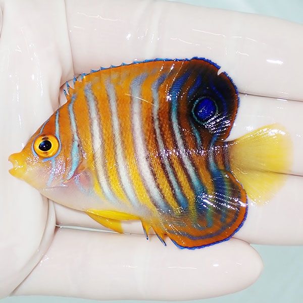 【現物2】ニシキヤッコ 6.5cm±!海水魚 ヤッコ15時までのご注文で当日発...