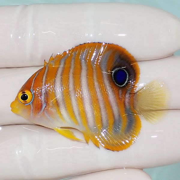 【現物3】ニシキヤッコ 4.7cm±!海水魚 ヤッコ15時までのご注文で当日発...