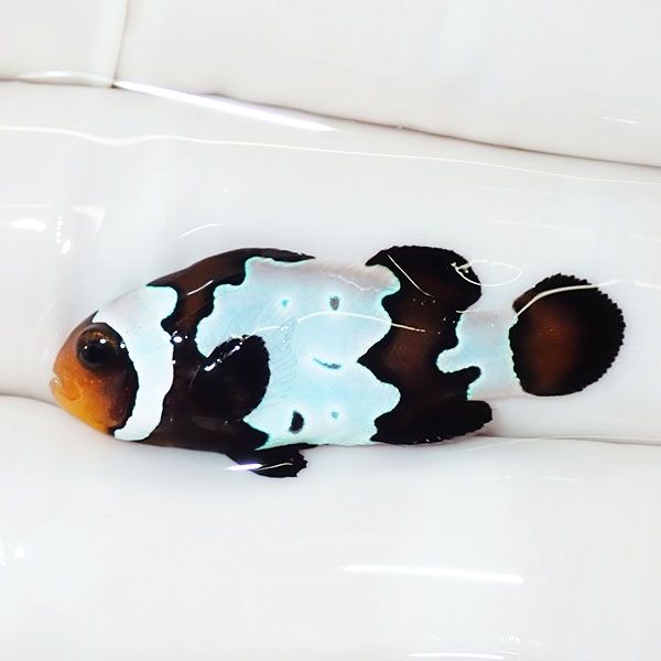 【現物1】ブラックスノーフレークオセラリス 3cm±! 海水魚 クマノミ 餌...