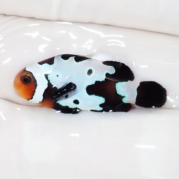 【現物2】ブラックスノーフレークオセラリス 3cm±! 海水魚 クマノミ 餌...