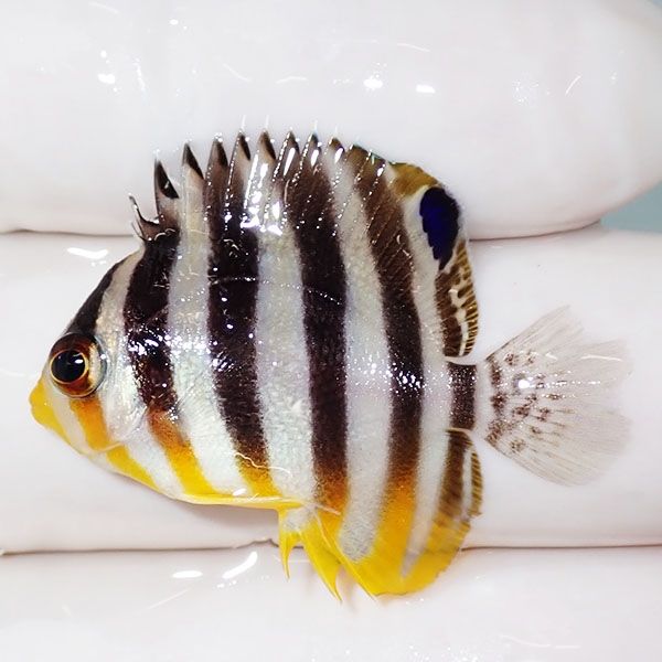 【現物40】尾びれ欠け シマヤッコ 3.3cm±! 海水魚 生体 15時までのご注...