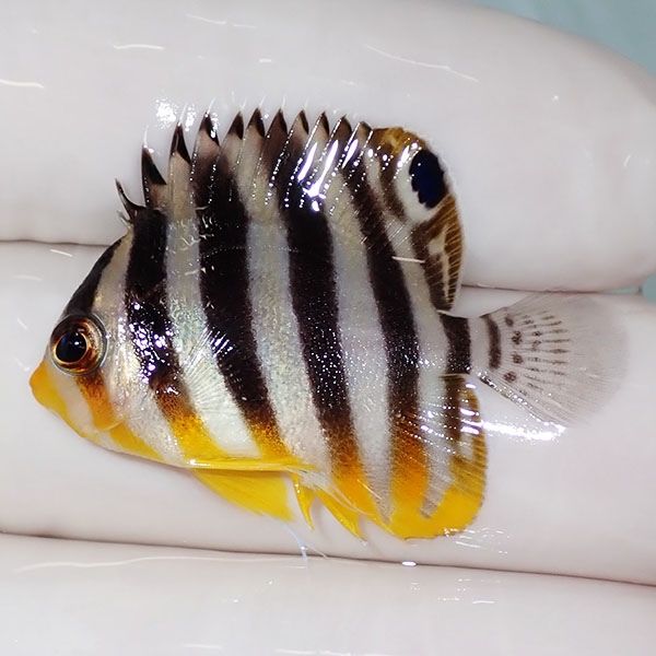 【現物41】sale シマヤッコ 3.3cm±! 海水魚 生体 15時までのご注文で当...