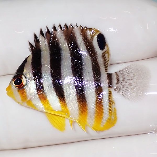 【現物42】sale シマヤッコ 3.3cm±! 海水魚 生体 15時までのご注文で当...