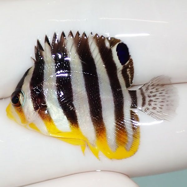 【現物43】sale シマヤッコ 3cm±! 海水魚 生体 15時までのご注文で当日...