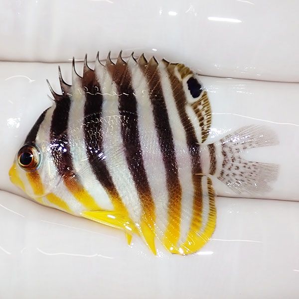 【現物44】尾びれ欠け シマヤッコ 3.5cm±! 海水魚 生体 15時までのご注...