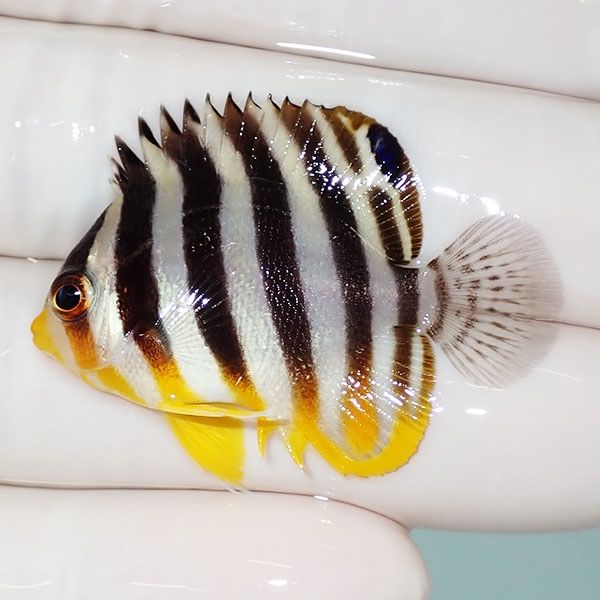 【現物45】sale シマヤッコ 3.7cm±! 海水魚 生体 15時までのご注文で当...