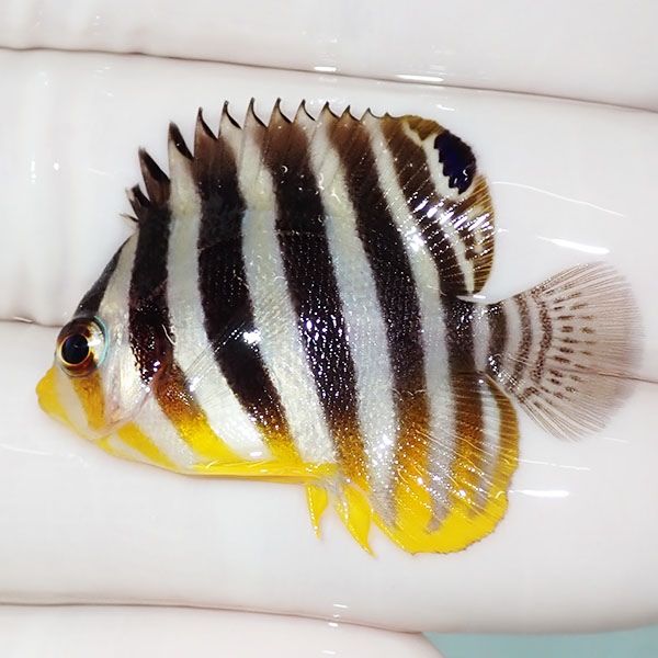 【現物46】sale シマヤッコ 3.7cm±! 海水魚 生体 15時までのご注文で当...