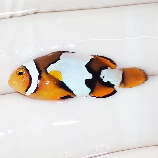 【現物1】ブラックアイスオセラリス 3.3cm±! 海水魚 クマノミ 餌付け 15...