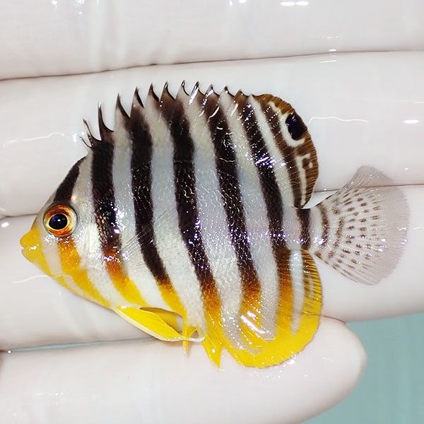 【現物47】sale シマヤッコ 4.5cm±! 海水魚 生体 15時までのご注文で当...