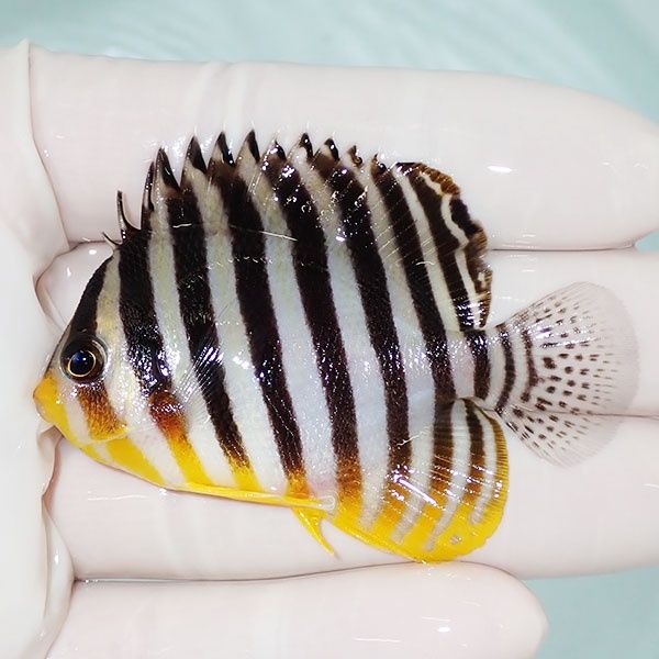 【現物49】sale シマヤッコ 6.2cm±! 海水魚 生体 15時までのご注文で当...