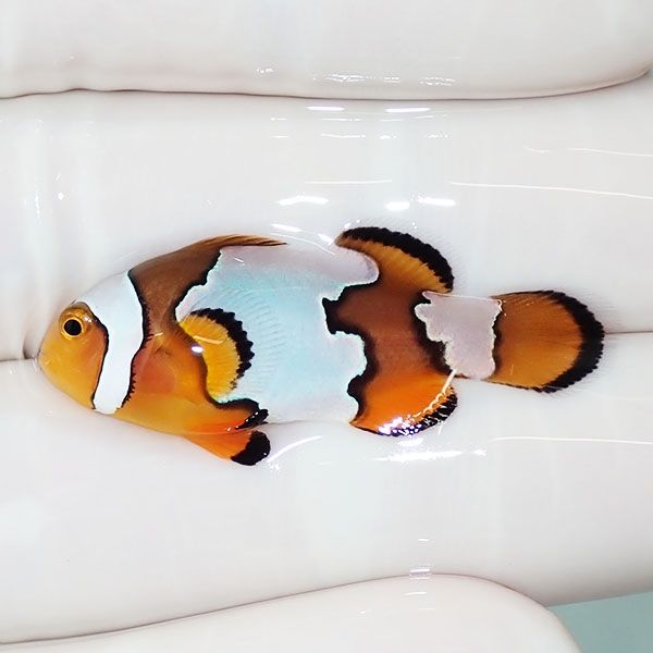 【現物2】ブラックアイスオセラリス 3.5cm±! 海水魚 クマノミ 餌付け 15...