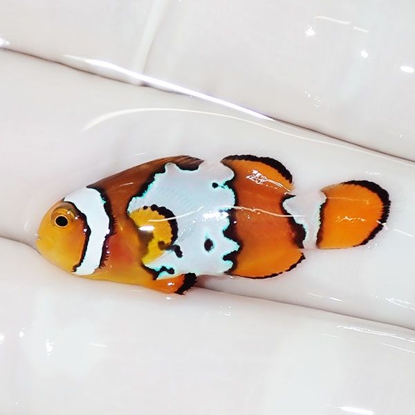 【現物3】ブラックアイスオセラリス 3.2cm±! 海水魚 クマノミ 餌付け 15...