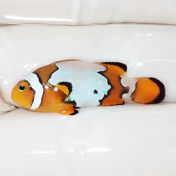 【現物1】スノーフレークオセラリス 3cm±!海水魚 クマノミ ブリード 15...