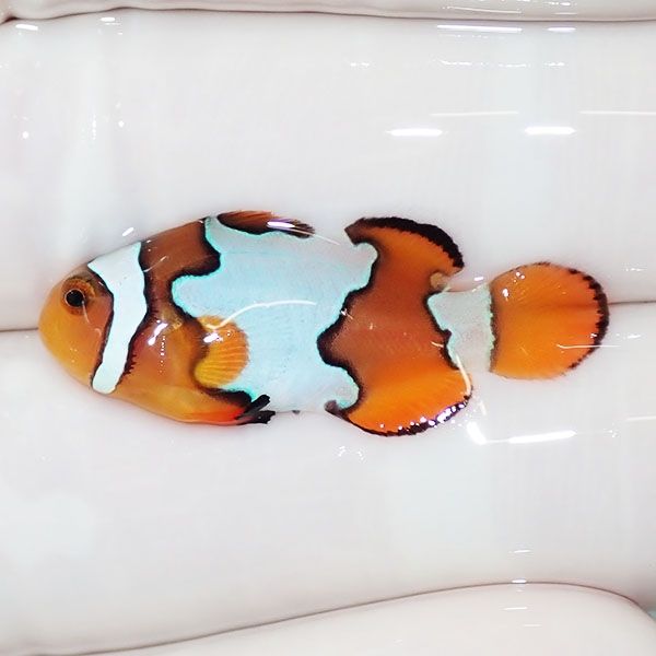 【現物2】スノーフレークオセラリス 3cm±!海水魚 クマノミ ブリード 15...