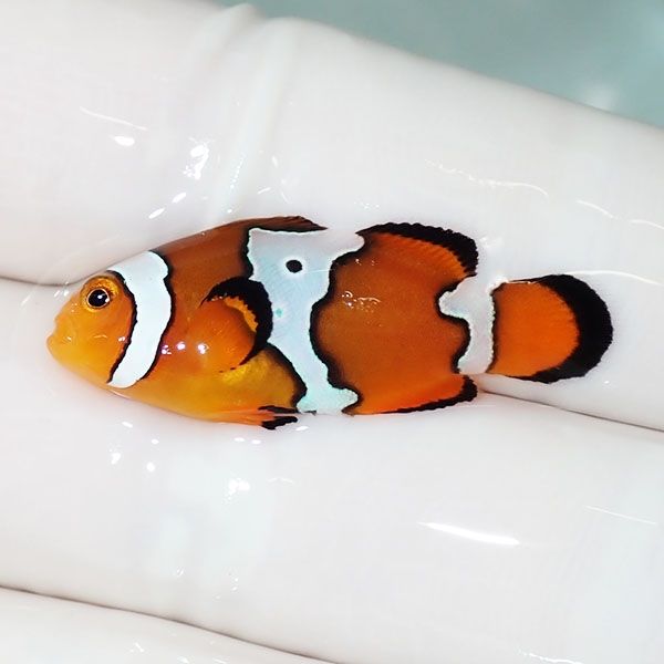 【現物3】スノーフレークオセラリス 3cm±!海水魚 クマノミ ブリード 15...