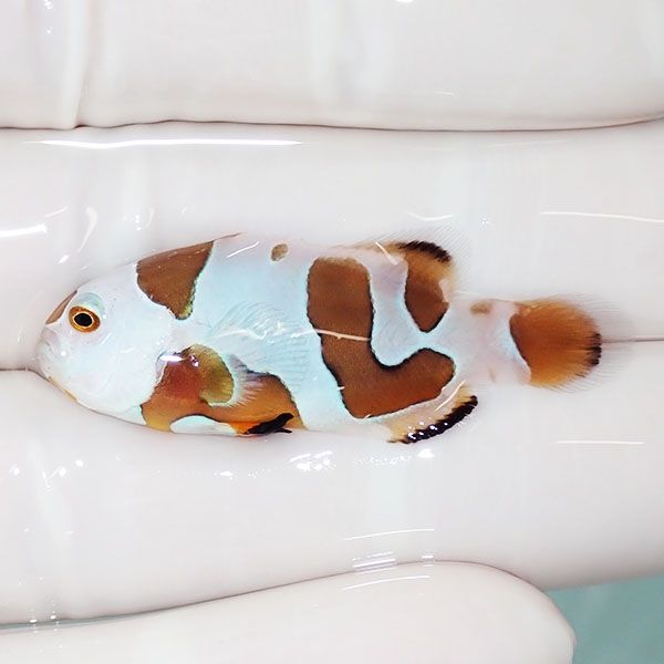 【現物1】オレンジストーム 4cm± ! ブリード 海水魚 カクレクマノミ(t11...