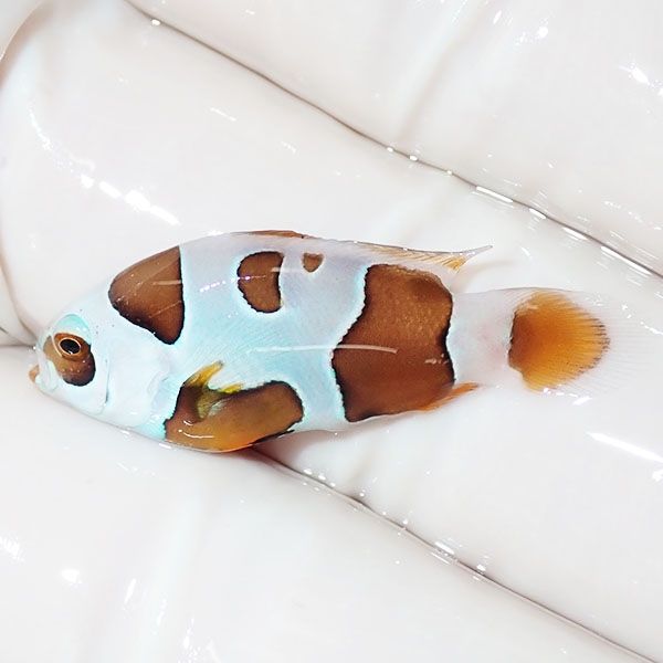 【現物3】オレンジストーム 3cm± ! ブリード 海水魚 カクレクマノミ(t11...