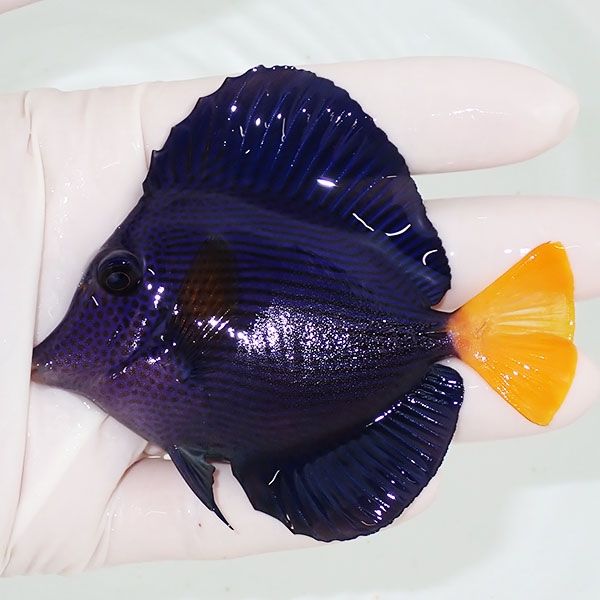 【現物】粒エサOK パープルタン 9cm±! 海水魚 ハギ !15時までのご注文で...