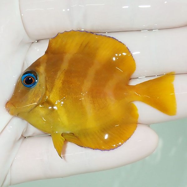 【現物】粒エサOK アトランティックブルータン 6.5cm±! 海水魚 ハギ !15...