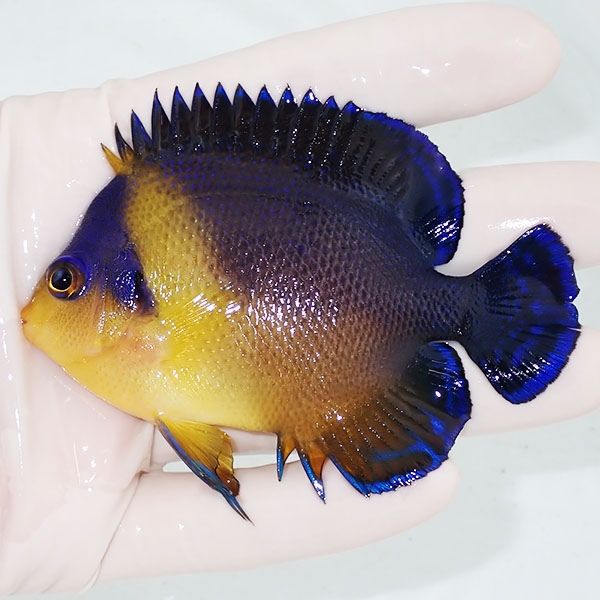 【現物7】スミレヤッコ 9cm±! 海水魚 ヤッコ 15時までのご注文で当日発...