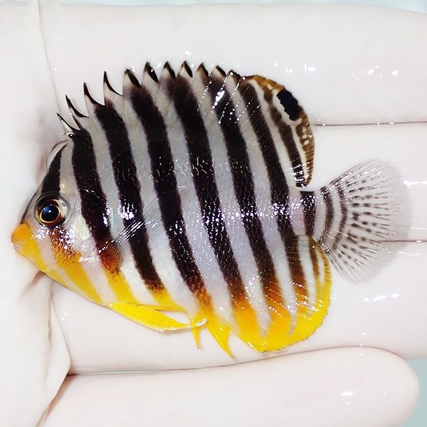 【現物3】sale シマヤッコ 5.5cm±! 海水魚 生体 15時までのご注文で当日...